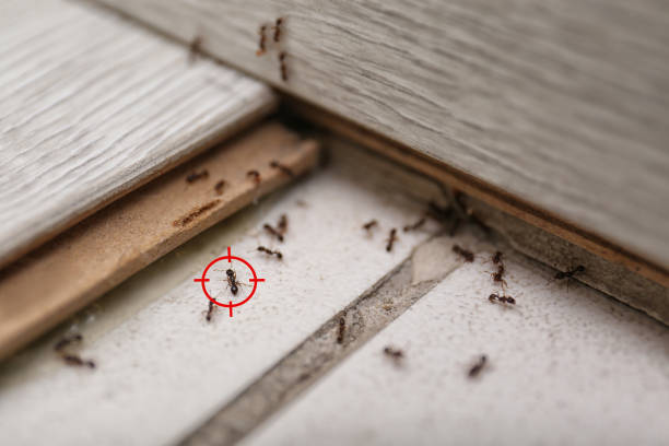 Best Residential Pest Control  in Rainbow Springs, FL