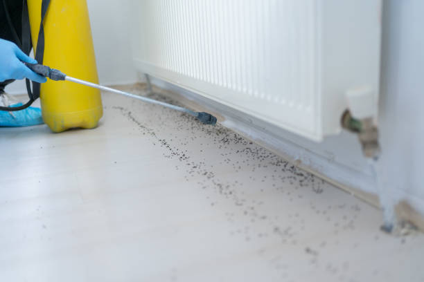Best Best Pest Control Companies  in Rainbow Springs, FL
